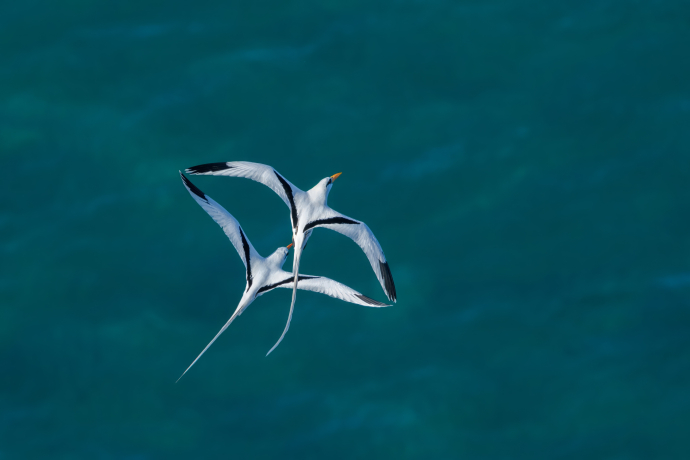 Phaétons à becs jaunes ( Phaethon lepturus )